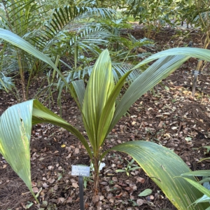 Leu Gardens Syagrus botryophora