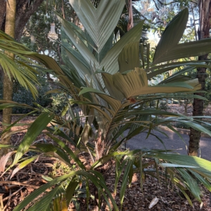 Leu Gardens Astrocaryum mexicanum