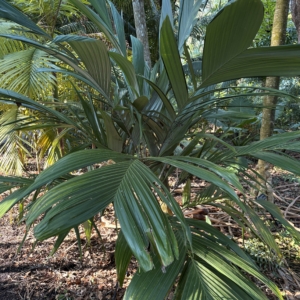 Leu Gardens Astrocaryum mexicanum
