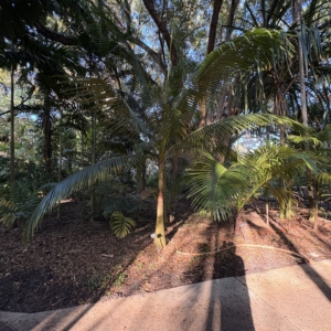 Leu Gardens Satake Palm