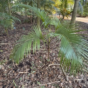 Leu Gardens Euterpe edulis