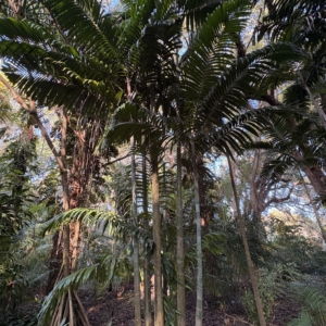 Leu Gardens Chrysalidocarpus pembanus