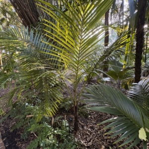Leu Gardens Cyphophoenix alba