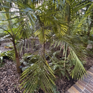 Leu Gardens Cyphophoenix elegans