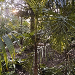 Leu Gardens Hyophorbe indica