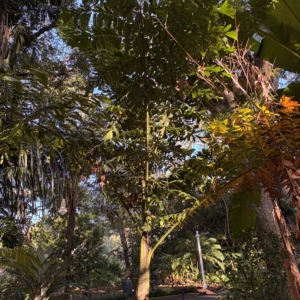 Harry Leu Caryota cumingii