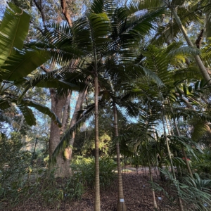Dictyosperma album var. rubrum