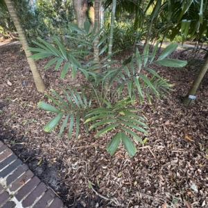 Harry Leu Ptychosperma propinquum