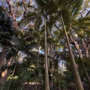 Harry Leu Archontophoenix myolensis