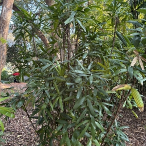 Harry Leu Rhapis subtilis