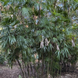 Harry Leu Rhapis humilis