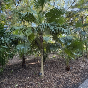 Harry Leu Thrinax radiata
