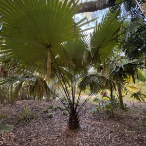 Harry Leu Livistona jenkinsiana