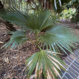 Harry Leu Pritchardia martii