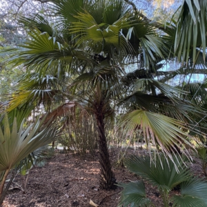 Harry Leu Livistona fulva