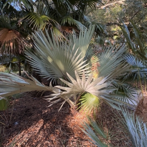 Harry Leu Blue Latan Palm