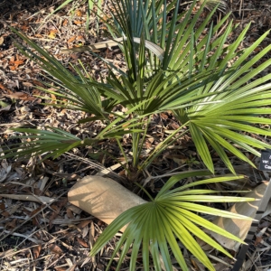 Harry Leu Thrinax brasiliensis