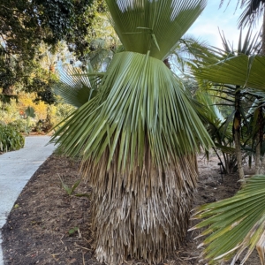 Harry Leu Copernicia macroglossa