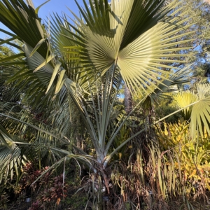 Harry Leu Green Bismarck palm
