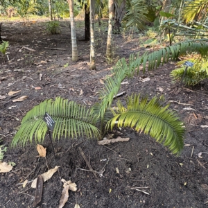 Harry Leu orange Crush Palm