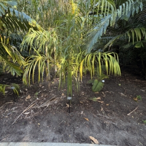 Harry Leu Chrysalidocarpus basilongus