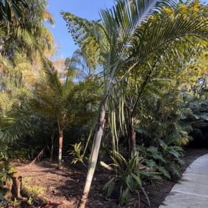 Harry Lue Saint Luce Palm