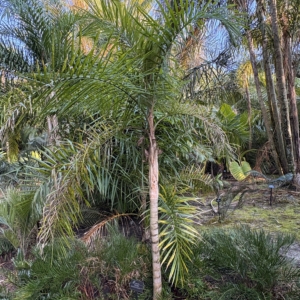 Harry Leu Syagrus pseudococos