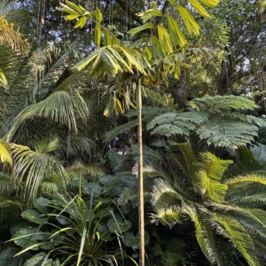 Harry Leu Brassiophoenix drymophloeoides