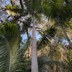 Harry Leu Roystonea princeps