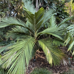 Harry Leu cyphosperma balansae 2