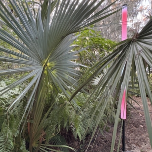 Harry Leu Sabal miamiensis