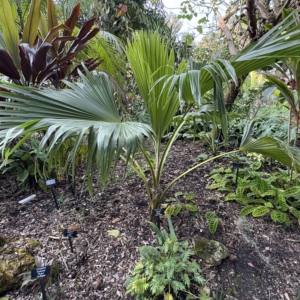 Harry Leu Pritchardis remota