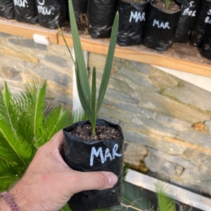 Teddy Sabal maritima