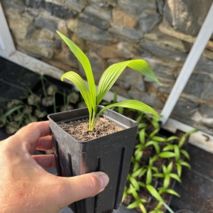 Teddy Sabal mauritiformis