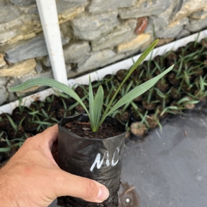 Teddy Sabal minor McCurtain