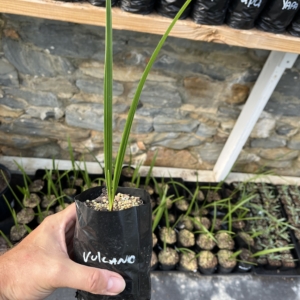 Teddy Chamaerops vulcano