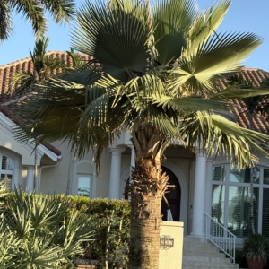 Lido Key Bailey Palm