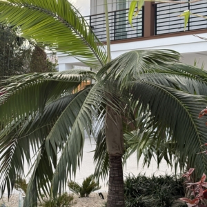 Lido Key Hurricane Palm