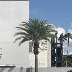 Robyn Date Palm