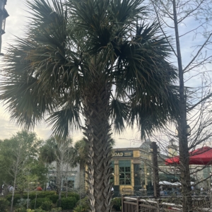Robyn Sabal palmetto