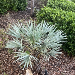 Robyn Serenoa repens sp. silver