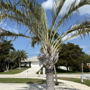 Lido Key Triangle Palm