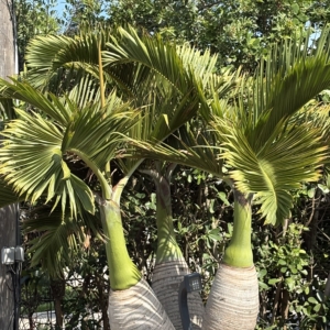 Lido Key Bottle Palms