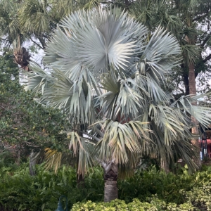 Robyn Bismarckia nobilis