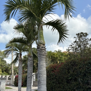 Lido Key Spindle Palms