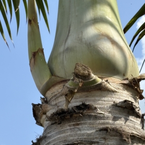 Lido Key Spindle Palm inflorescence
