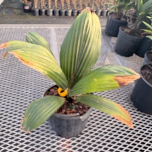 Premier Growers Sabinara magnifica