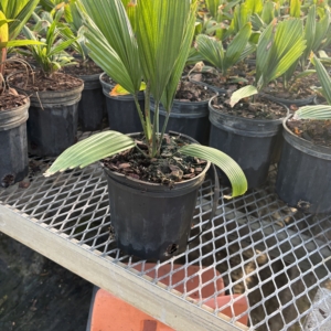 Premier Growers Licuala peltata sumawongii