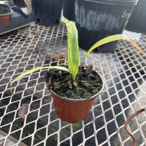Premier Growers Licuala ramsayi