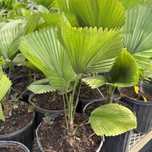 Premier Growers Licuala peltata var sumawongii